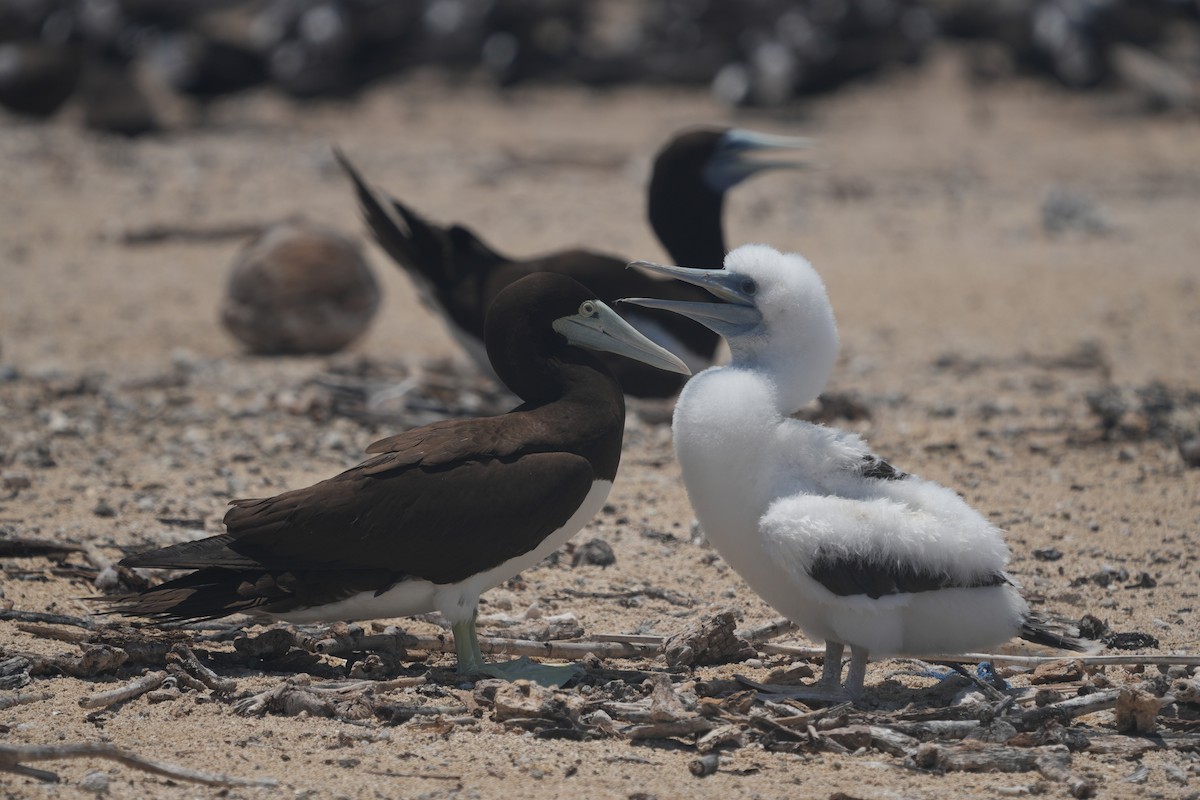 Brown Booby - ML644795276