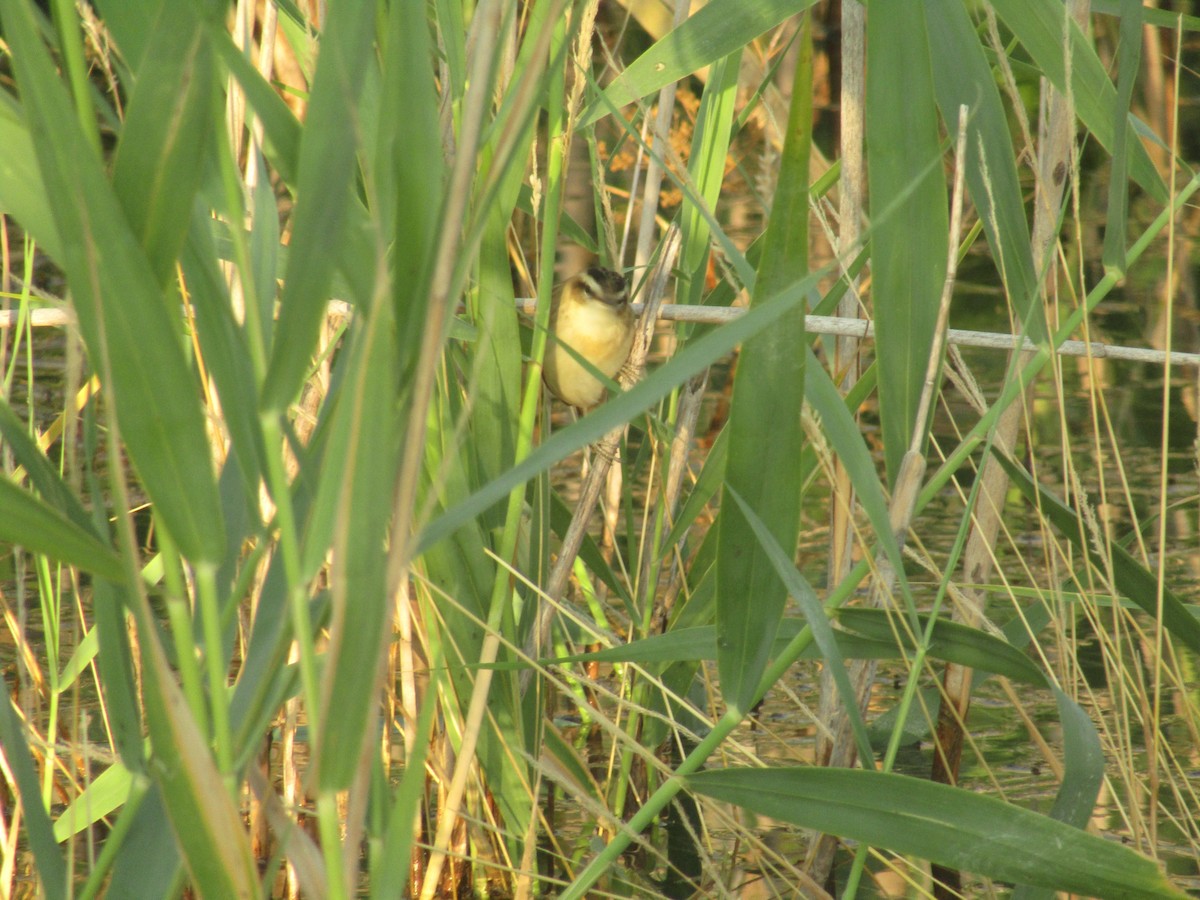 Sedge Warbler - ML644795277
