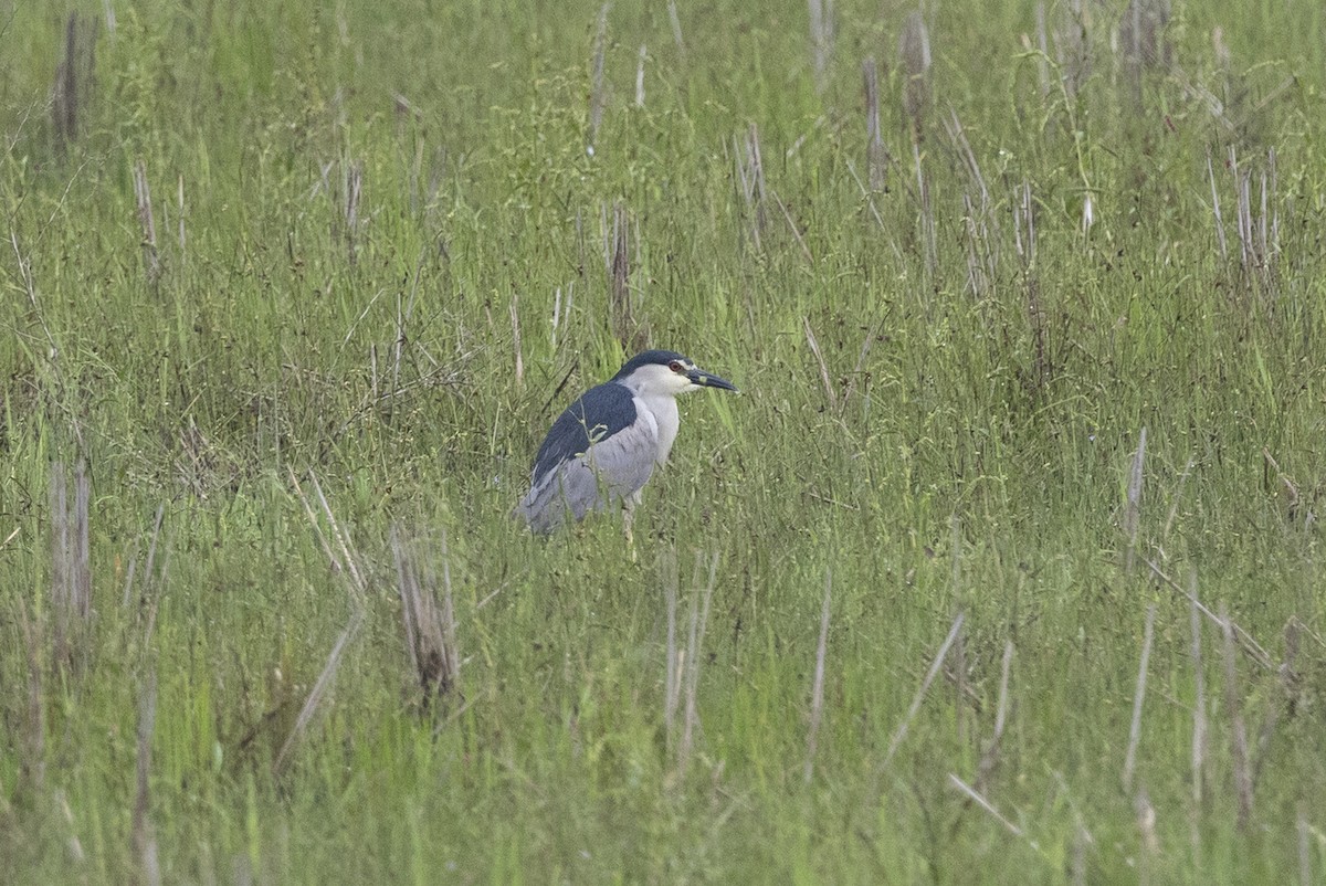 Black-crowned Night Heron - ML644795278