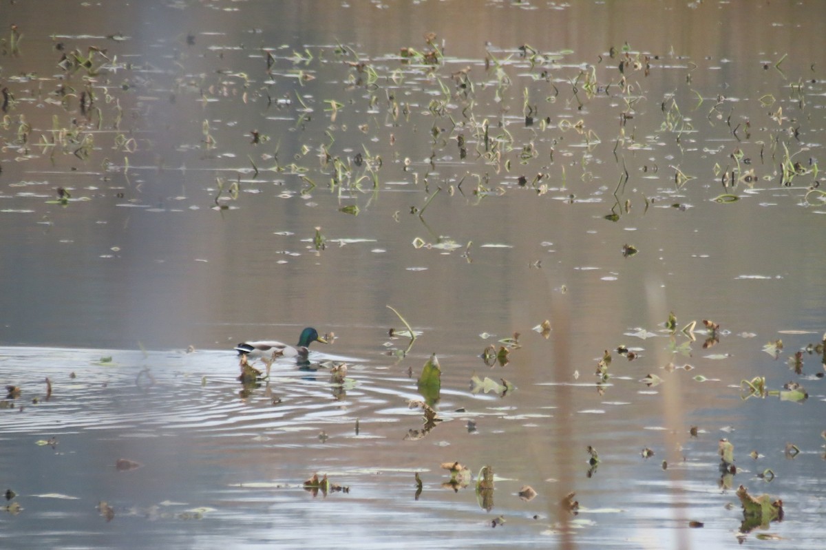 Mallard - ML644795279