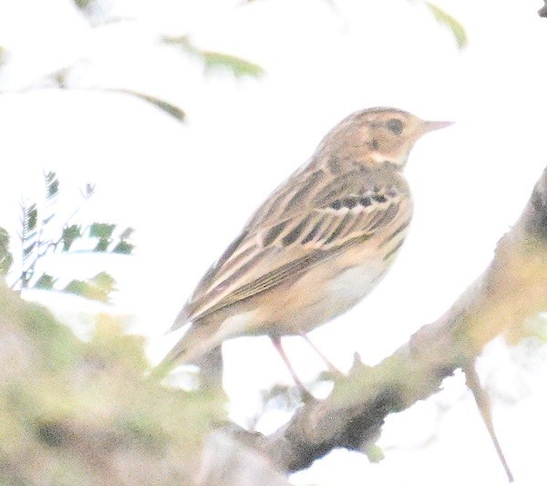 Tree Pipit - ML644795281