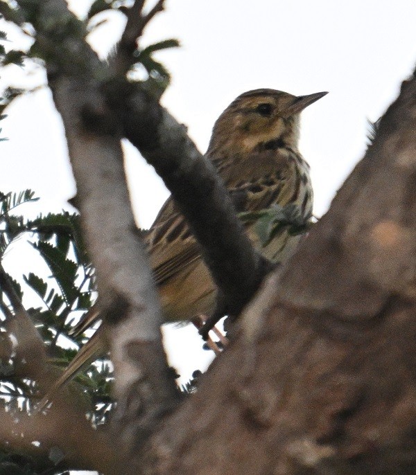 Tree Pipit - ML644795282
