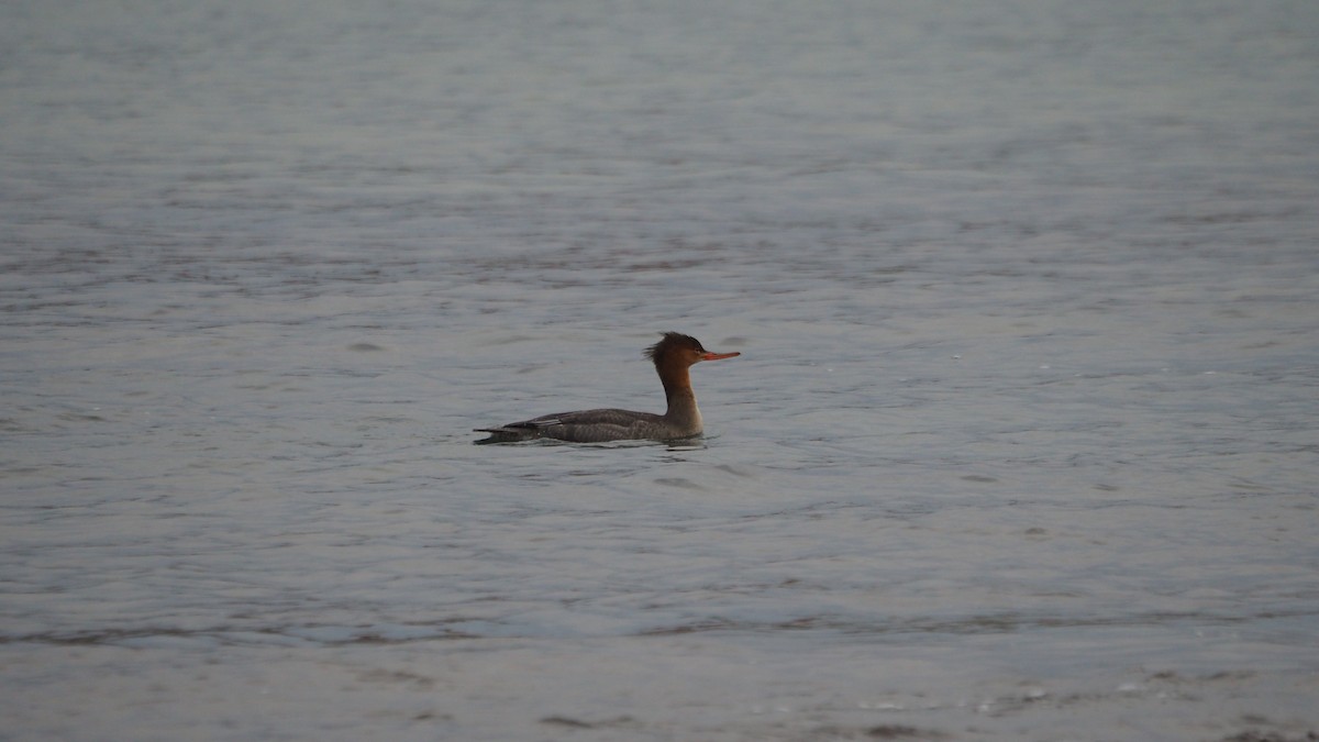 Tarakdiş - ML644795298