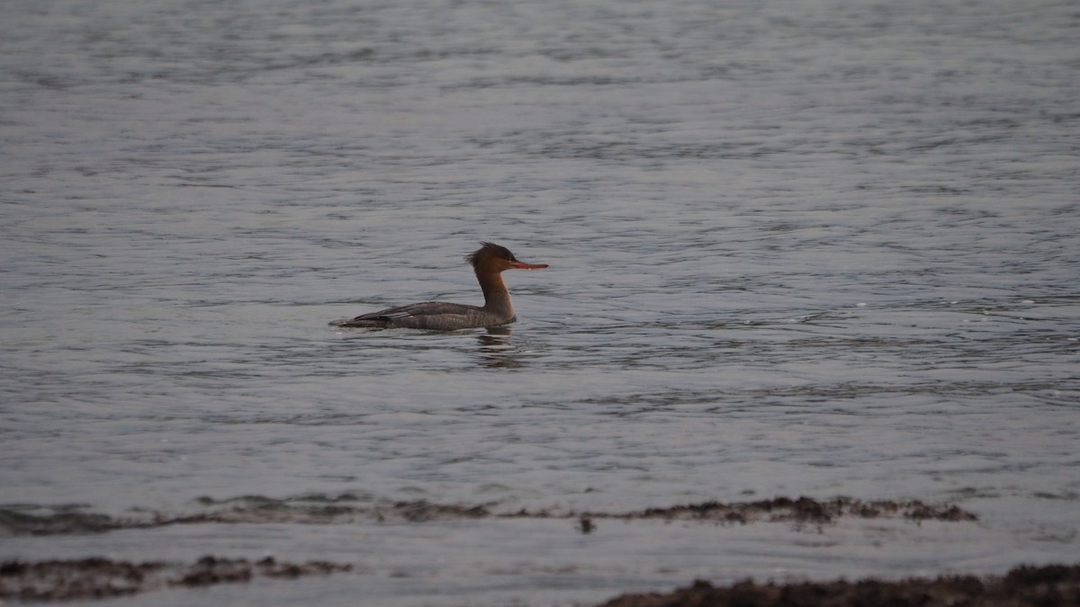 Tarakdiş - ML644795308