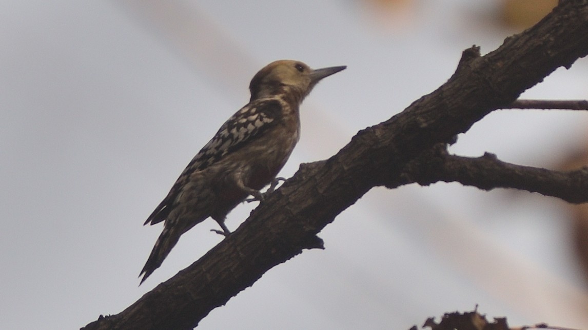 Sarı Başlıklı Ağaçkakan - ML644795345