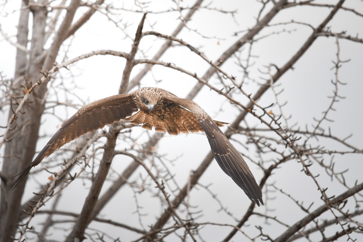 Kara Çaylak - ML644795348