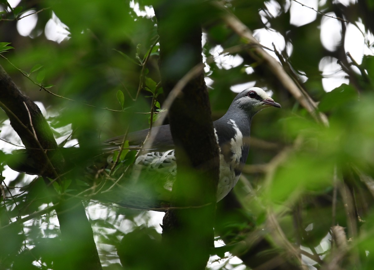 Wonga Kumrusu - ML644795349