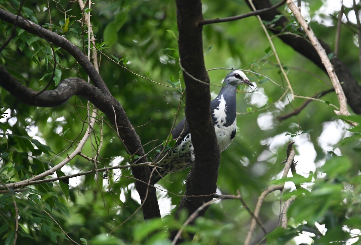 Wonga Kumrusu - ML644795351