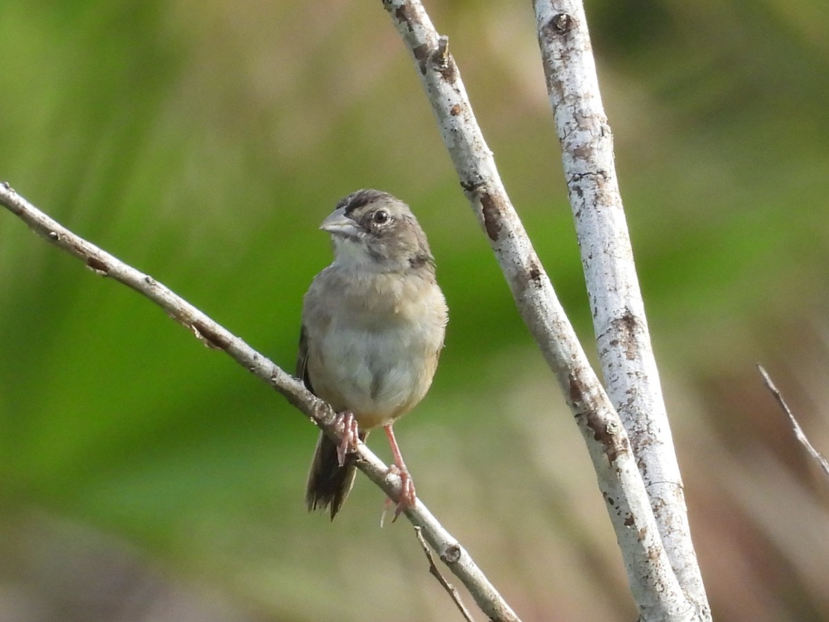 Botteri Serçesi - ML644795353