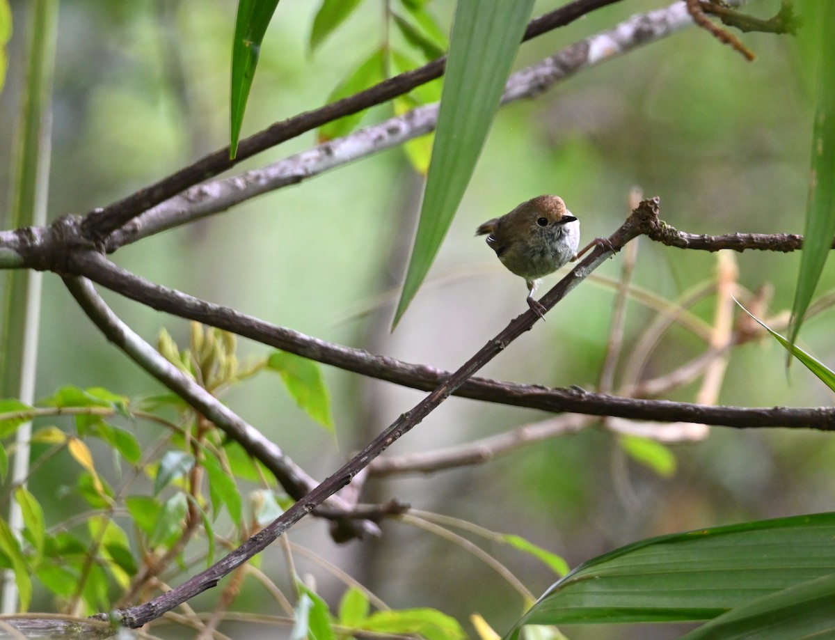 Kahverengi Dikengaga - ML644795357