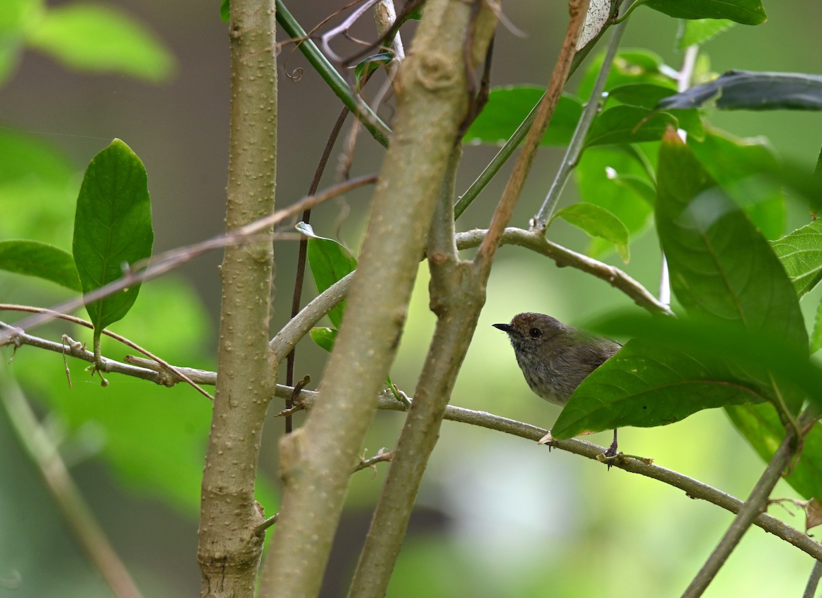 Kahverengi Dikengaga - ML644795358