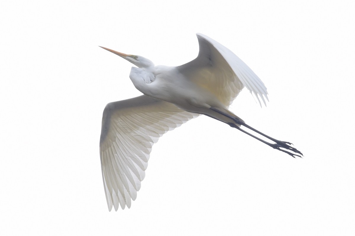 Büyük Ak Balıkçıl - ML644795359