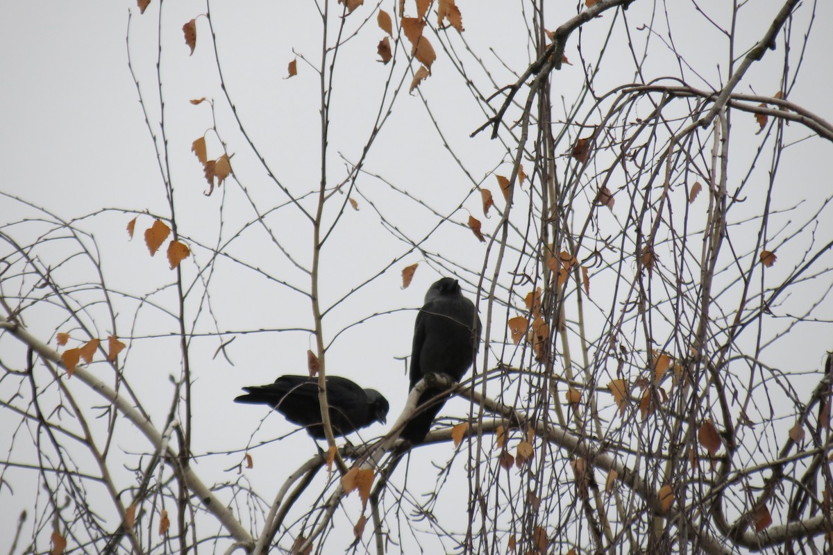 Küçük Karga - ML644795360