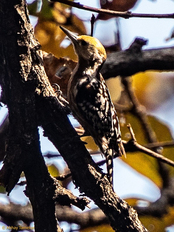 Sarı Başlıklı Ağaçkakan - ML644795361