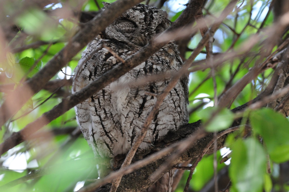 Afrika İshakkuşu - ML644795363