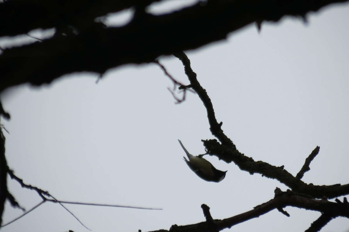 Çam Baştankarası - ML644795364