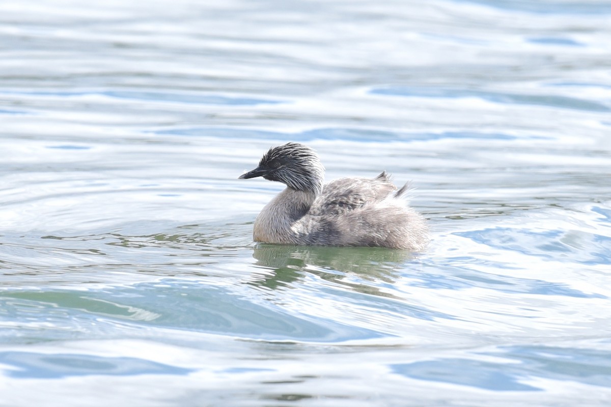 Kır Saçlı Batağan - ML644795365