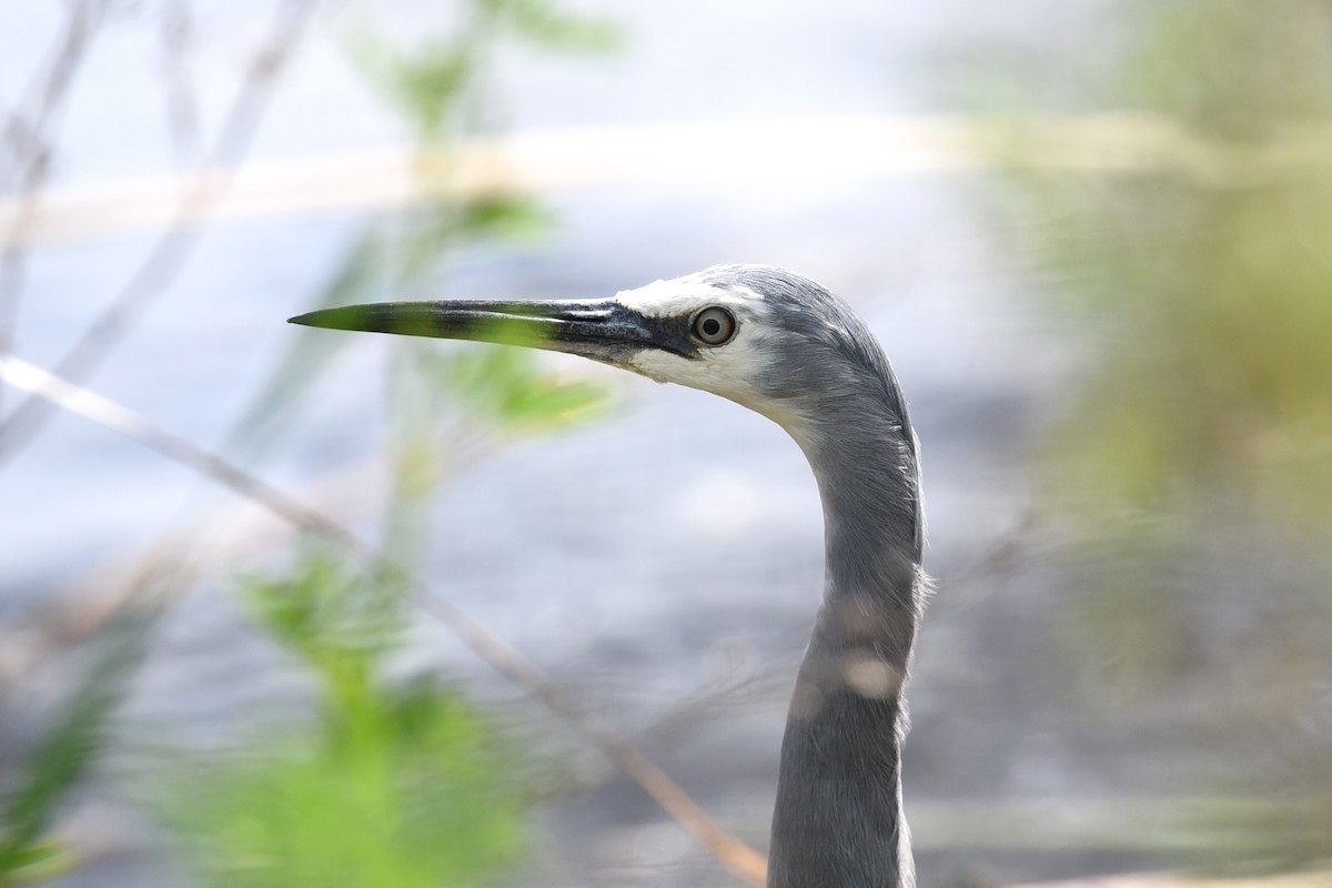 Ak Yüzlü Balıkçıl - ML644795366