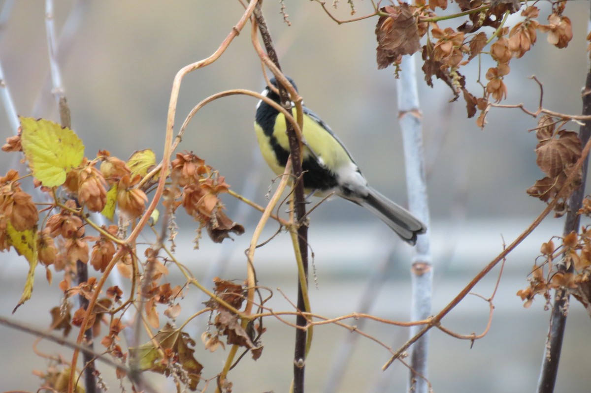 Büyük Baştankara - ML644795367