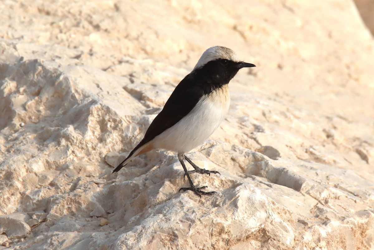 Kara Sırtlı Kuyrukkakan - ML644795368