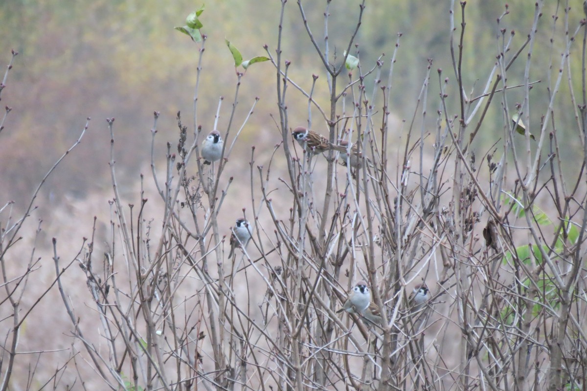 Serçe - ML644795369