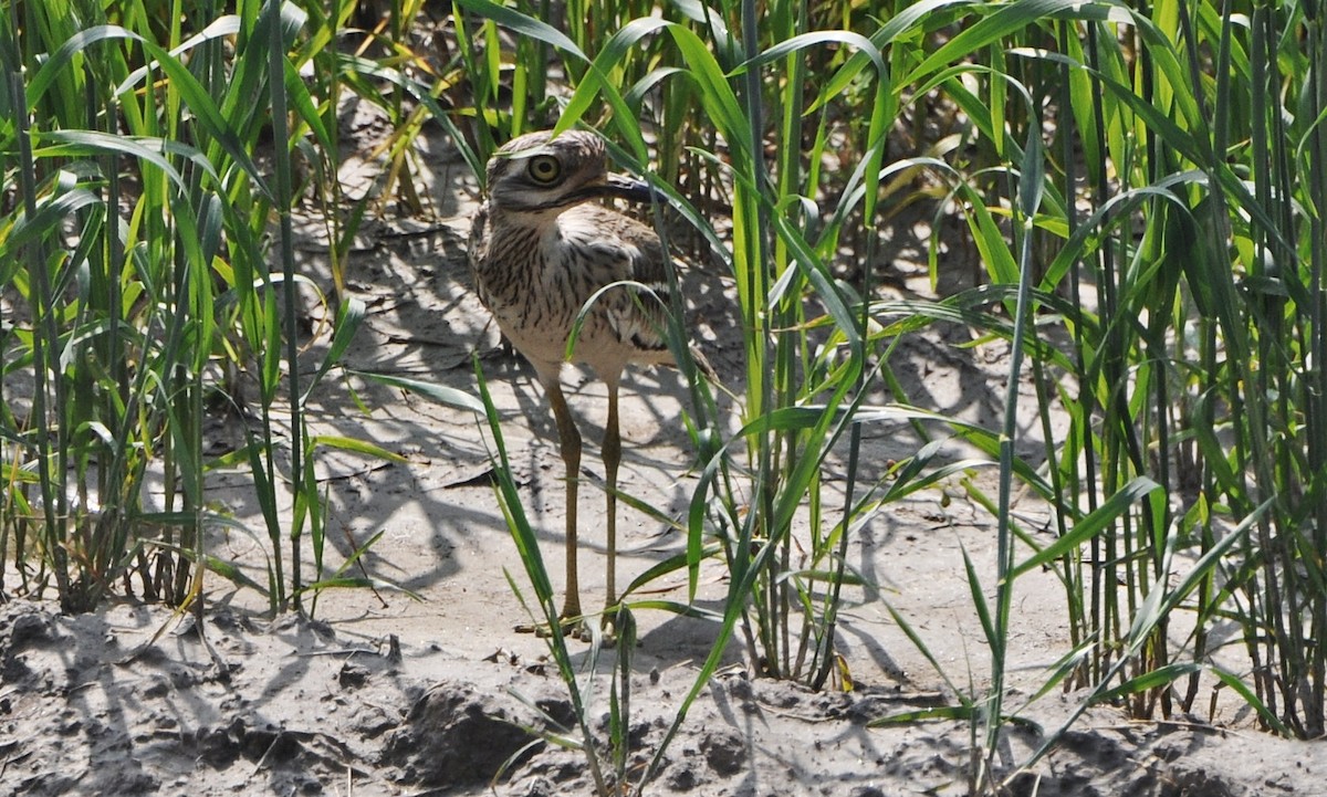 Hint Kocagözü - ML644795372