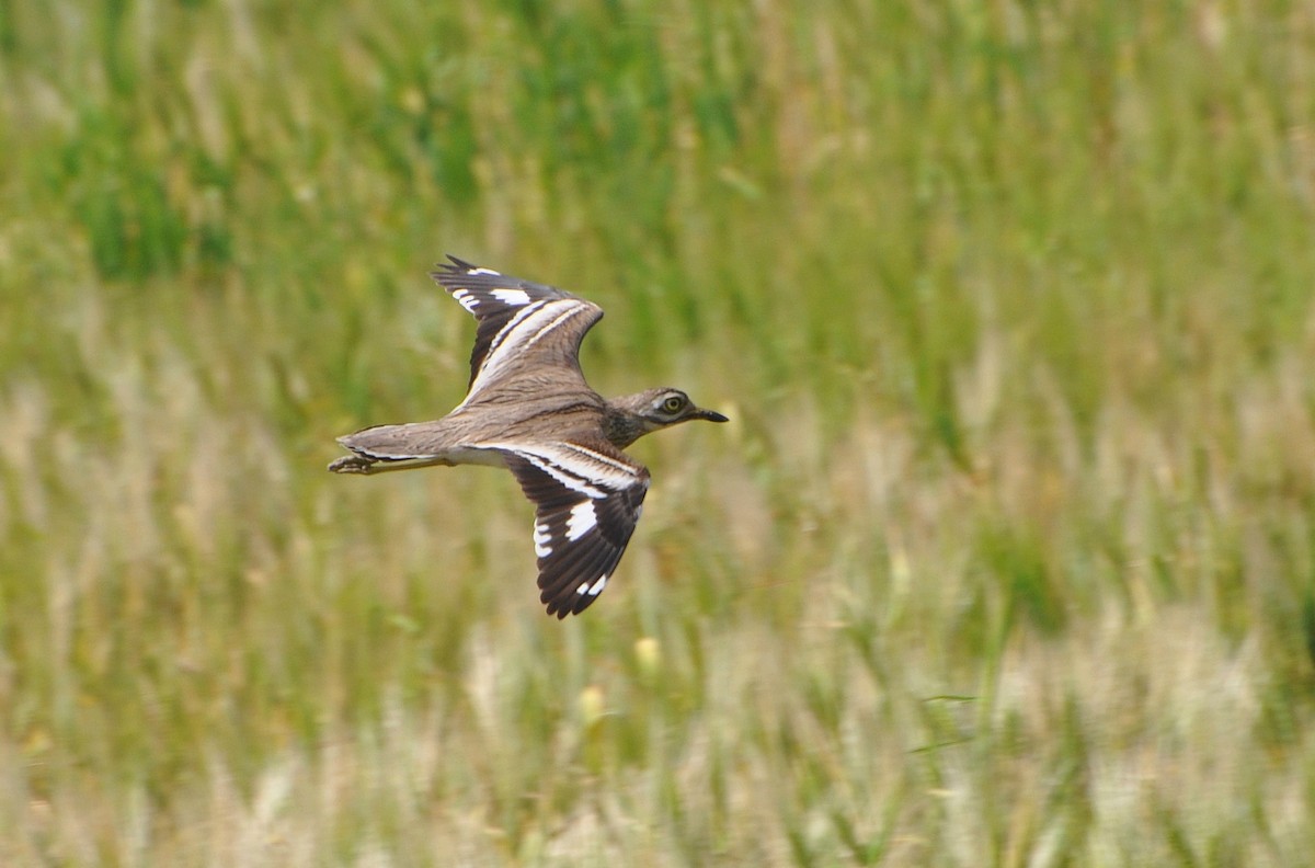 Hint Kocagözü - ML644795373