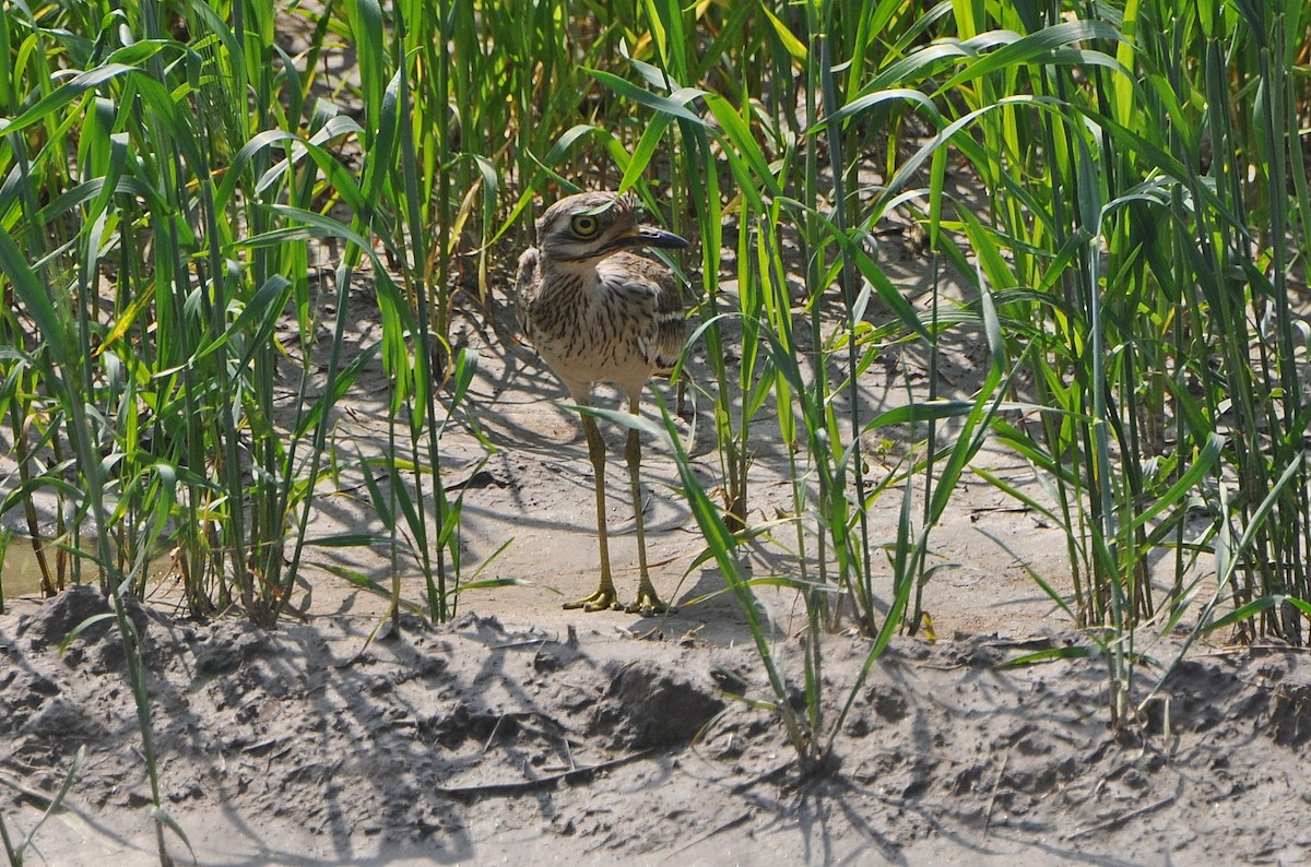 Лежень індійський - ML644795375