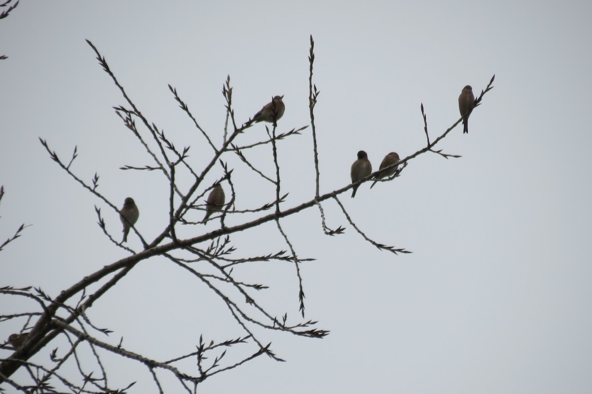 Ketenkuşu - ML644795376