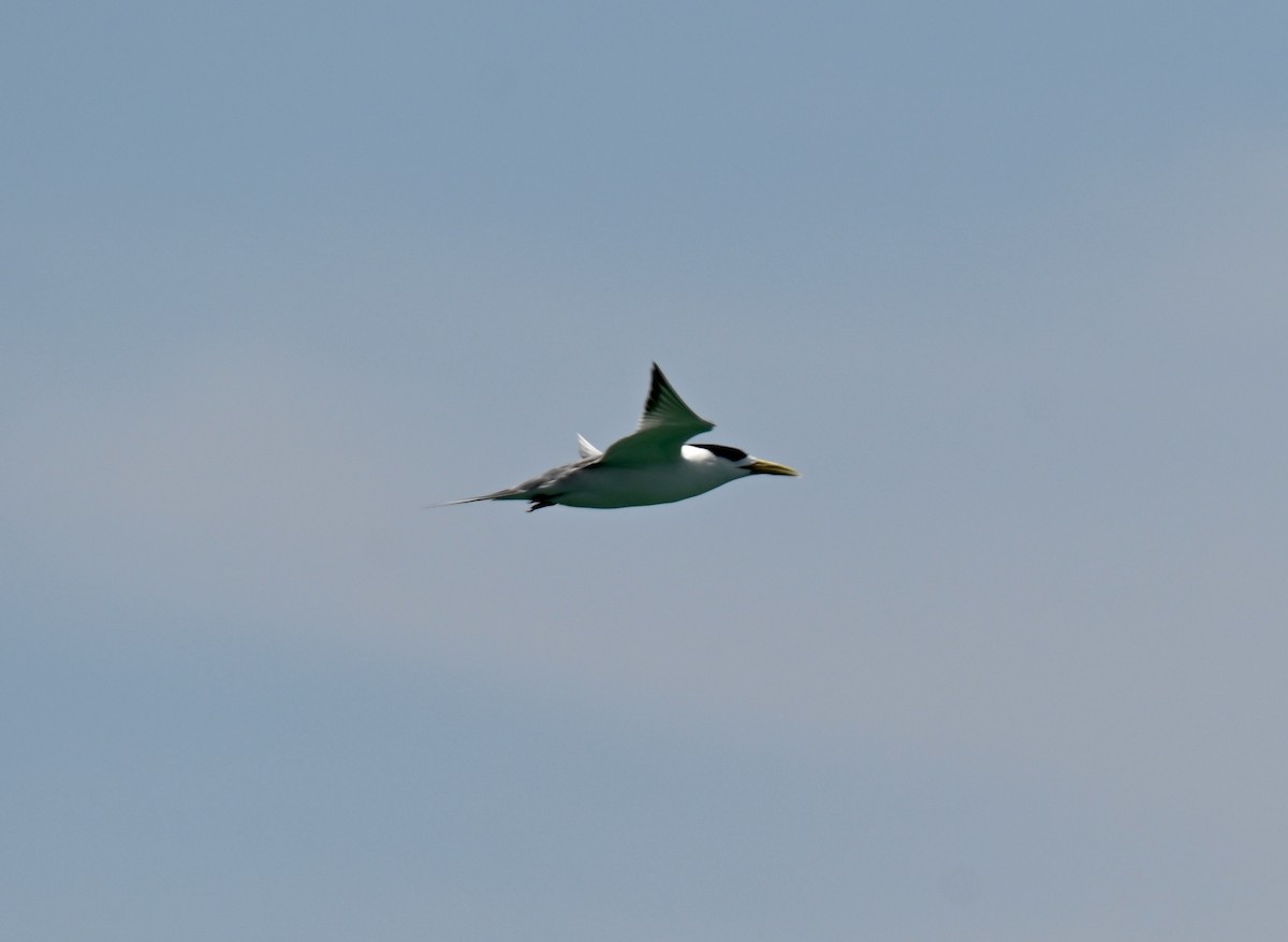 Tepeli Büyük Sumru - ML644795377