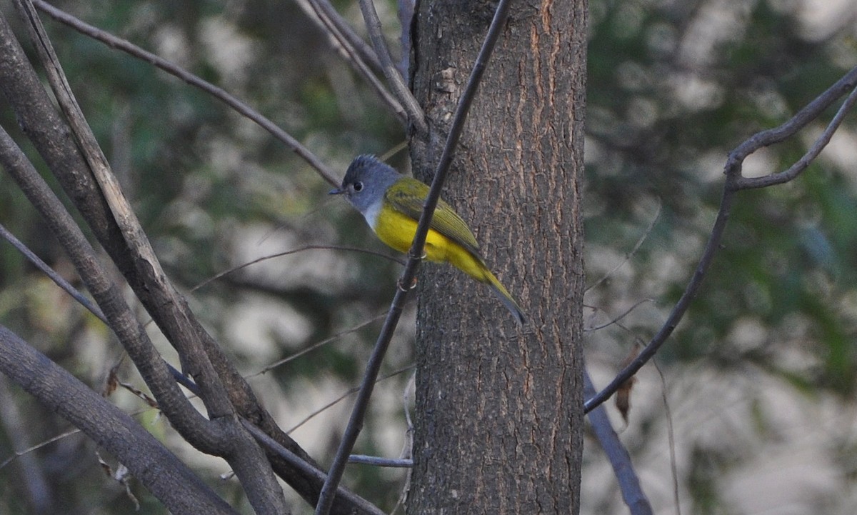 Канарниця сіроголова - ML644795379