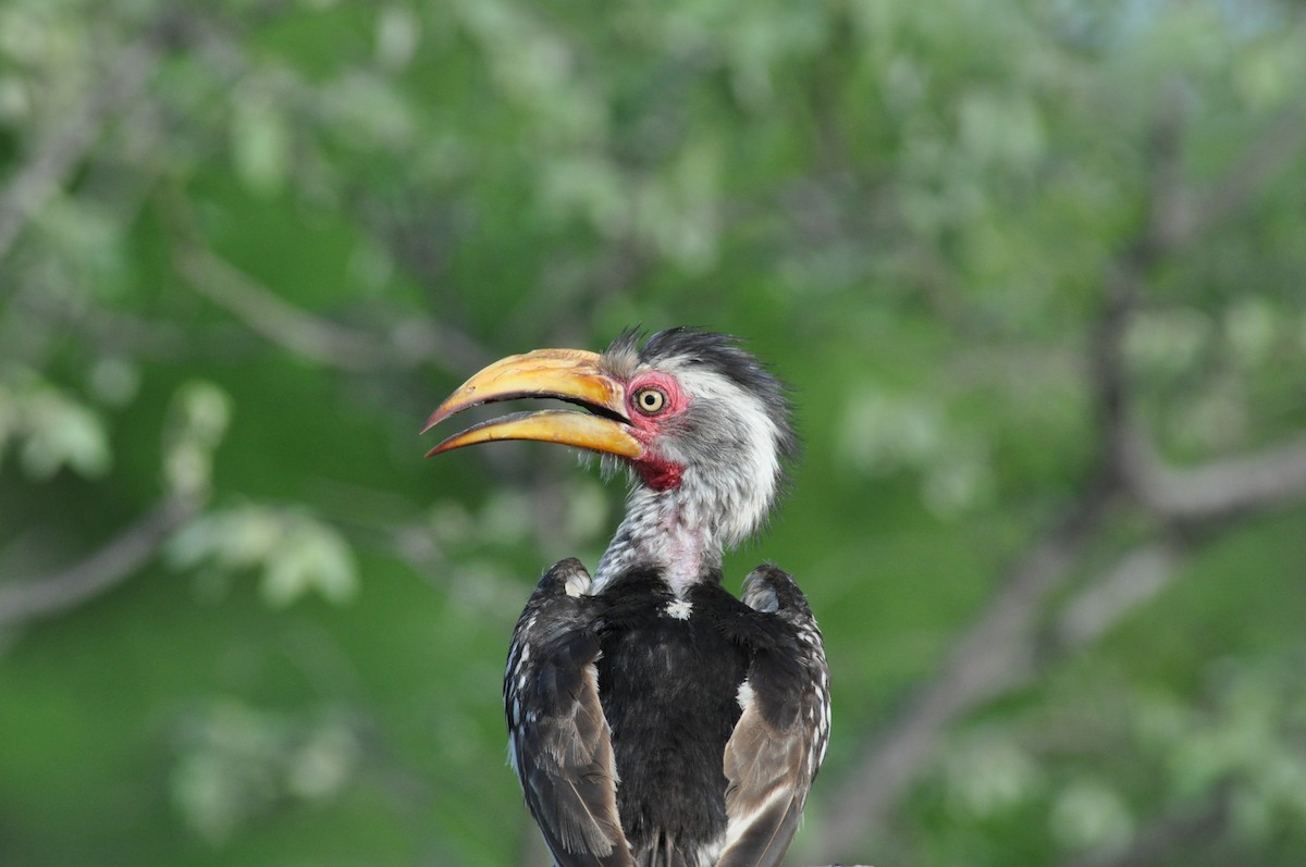 Nübye Boynuzgagası - ML644795380