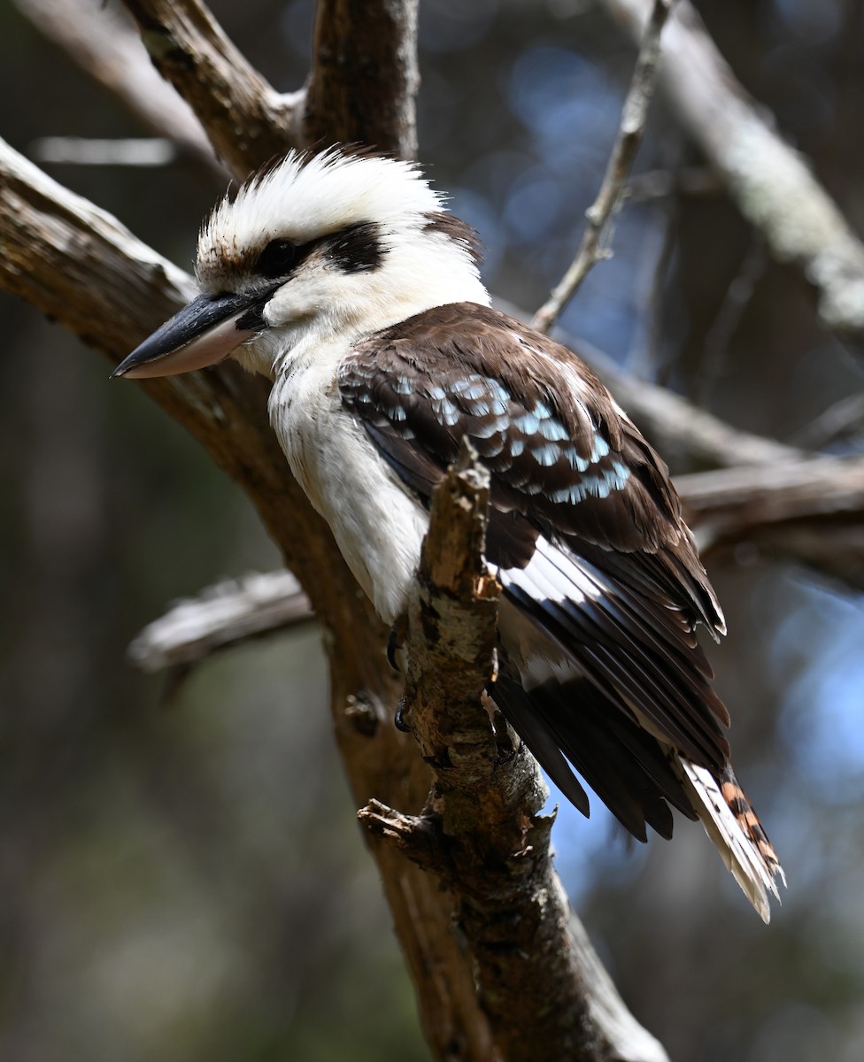 Кукабара велика - ML644795381