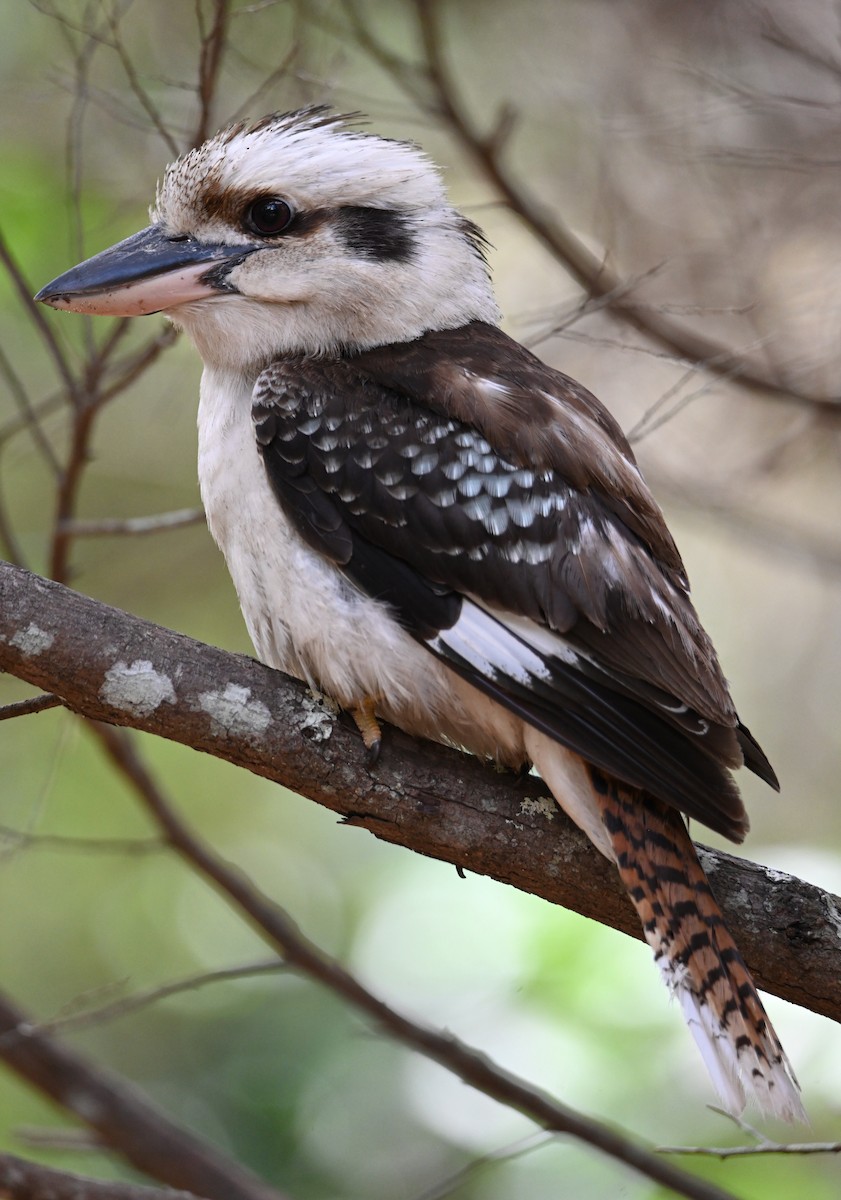 Кукабара велика - ML644795382