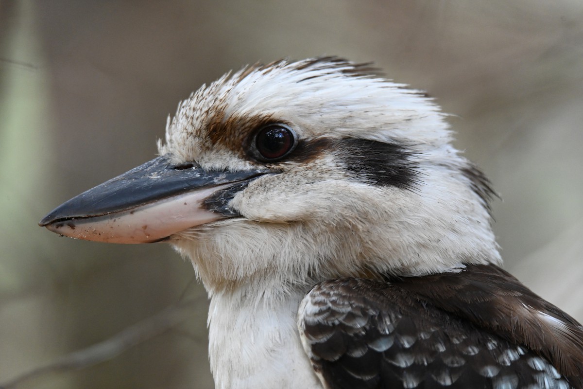 Кукабара велика - ML644795383