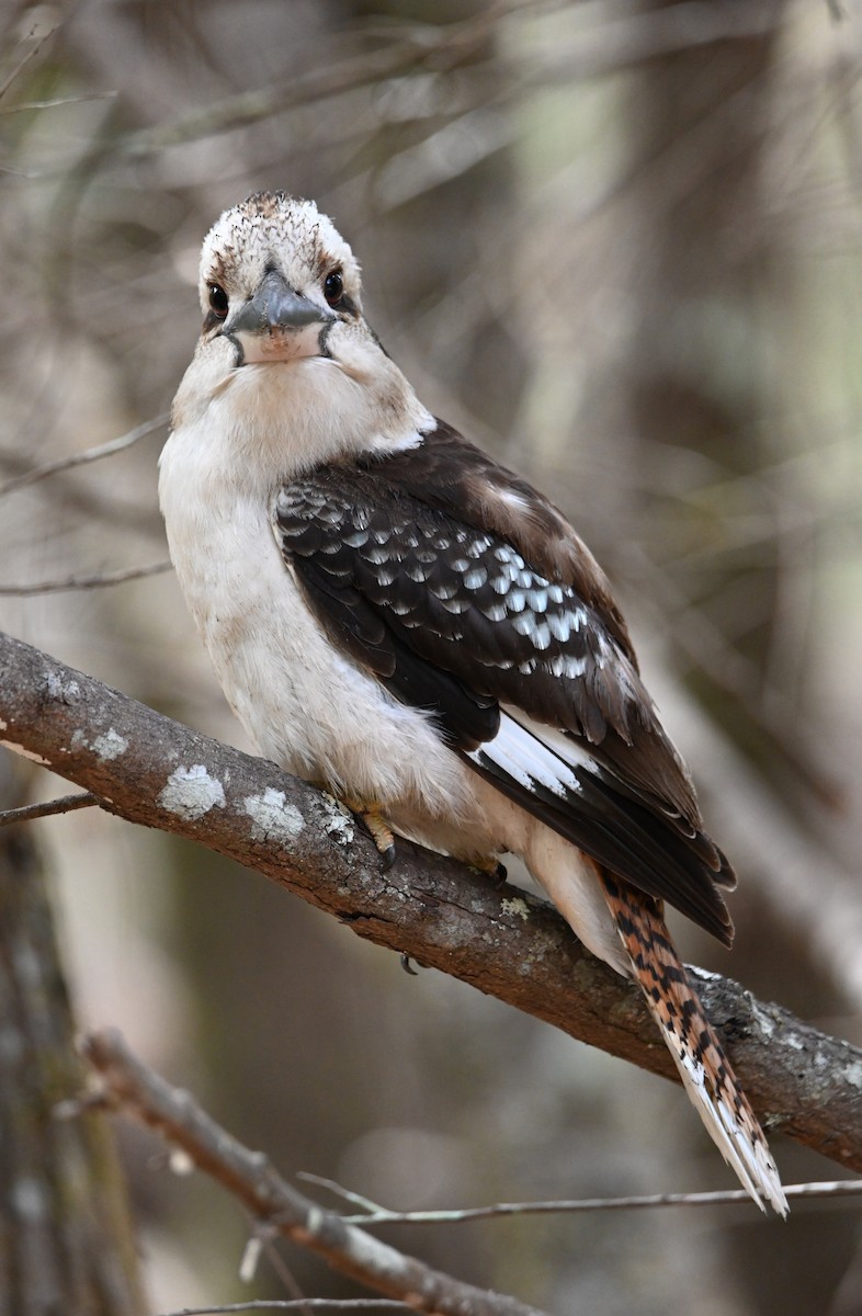 Кукабара велика - ML644795384