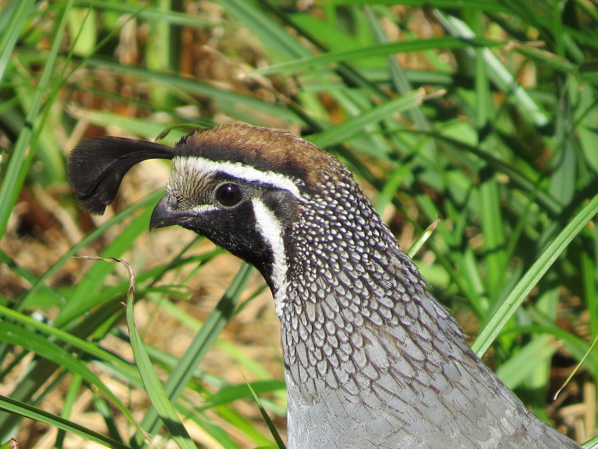 Kaliforniya Kolini - ML644795385