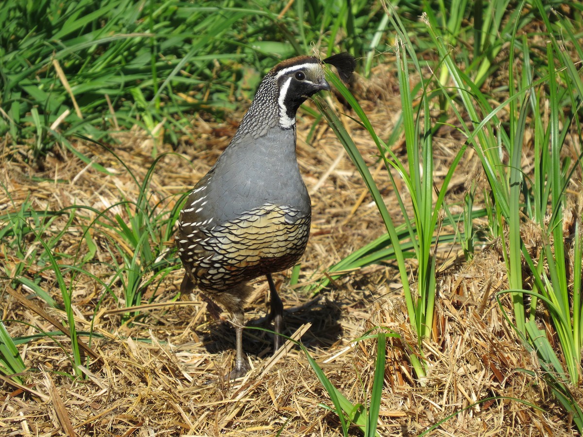 Kaliforniya Kolini - ML644795386