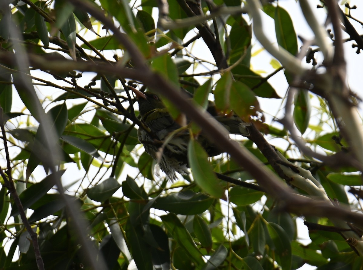 Olive-backed Oriole - ML644795387