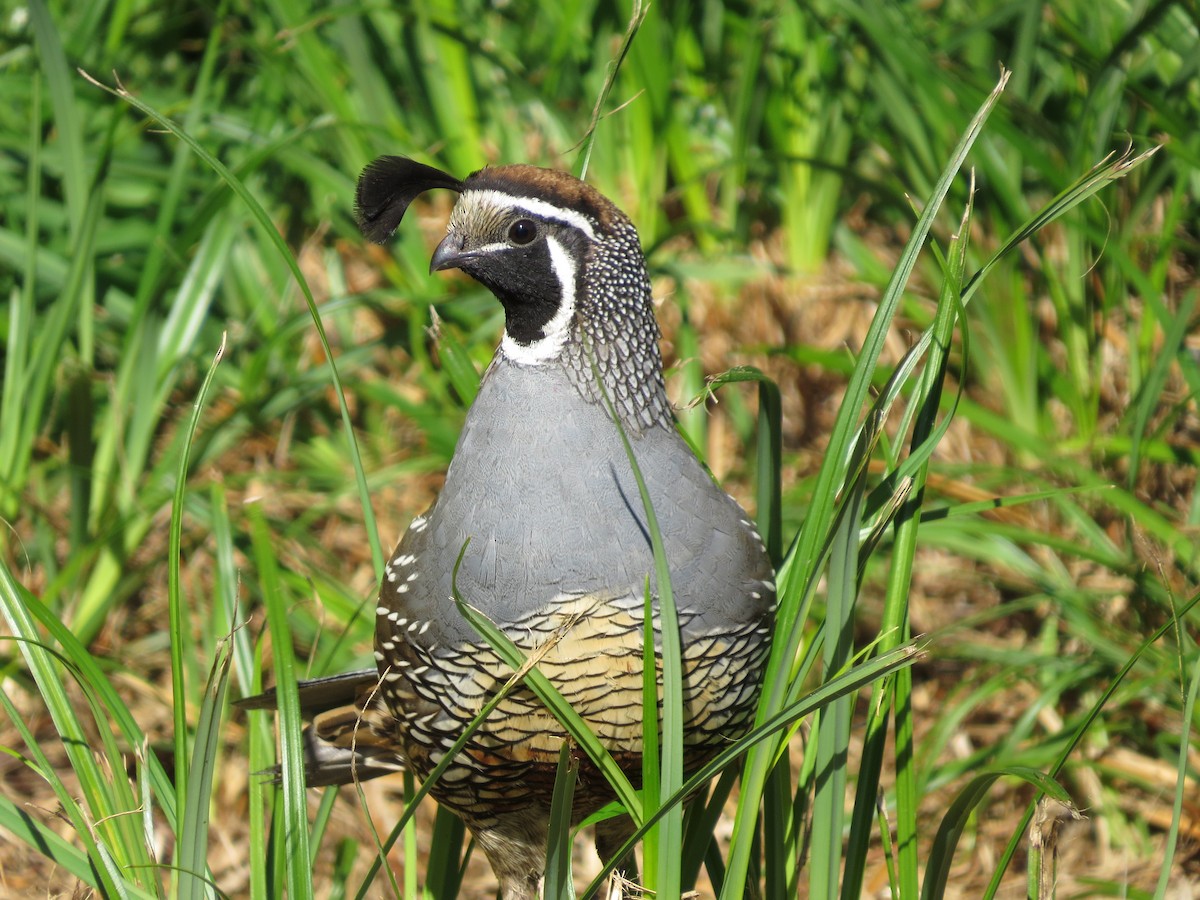 Kaliforniya Kolini - ML644795389