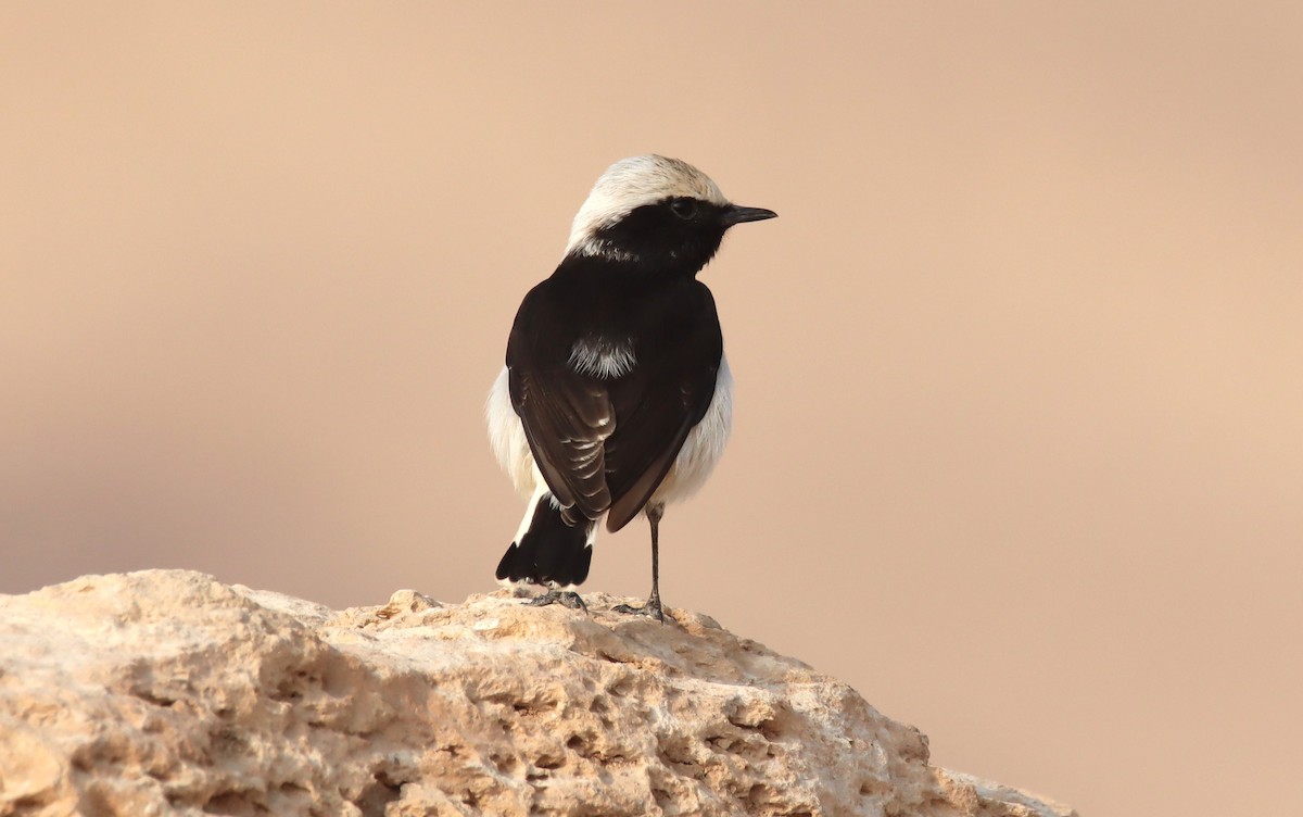 Kara Sırtlı Kuyrukkakan - ML644795390