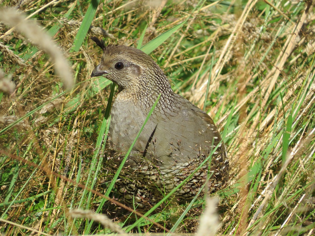 Kaliforniya Kolini - ML644795391