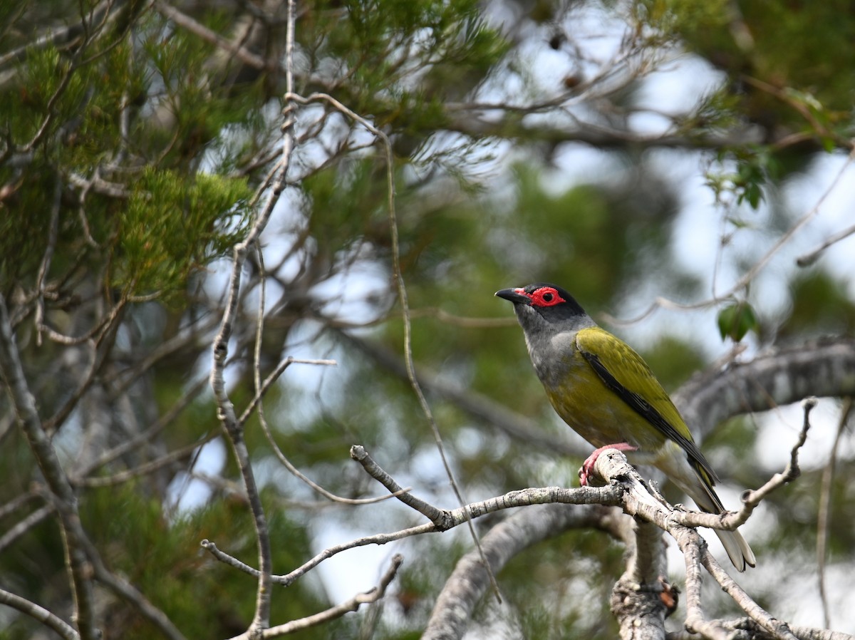 Телюга австралійська - ML644795392