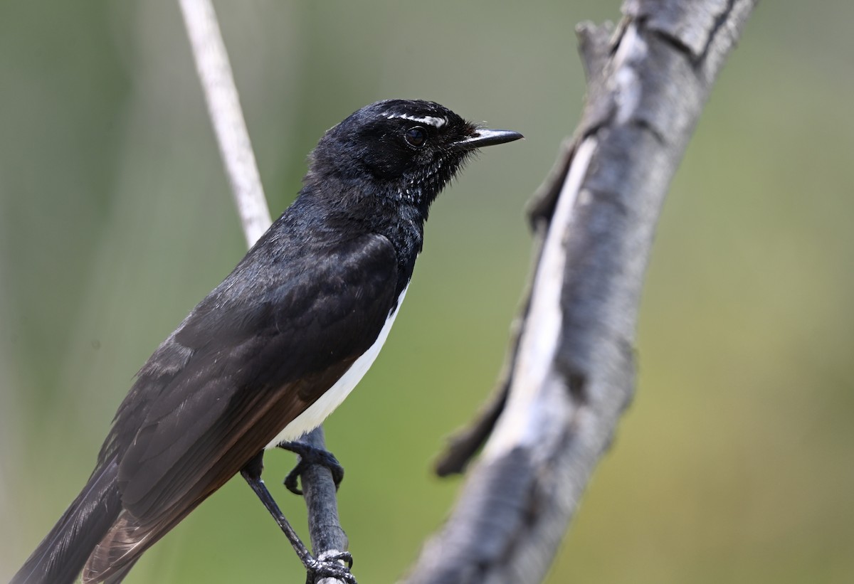 Віялохвістка чорноряба - ML644795393