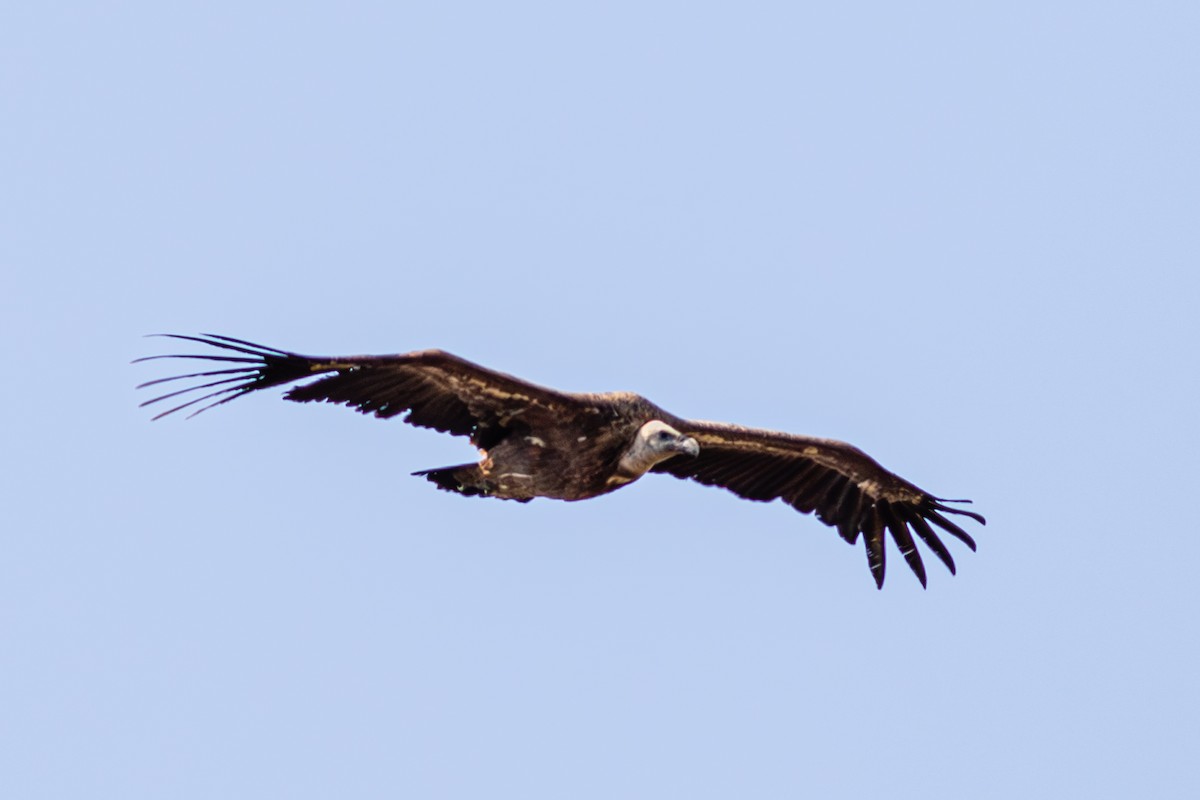 Сип білоголовий - ML644795394