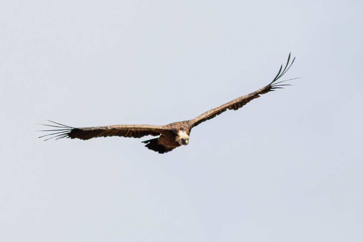 Сип білоголовий - ML644795395