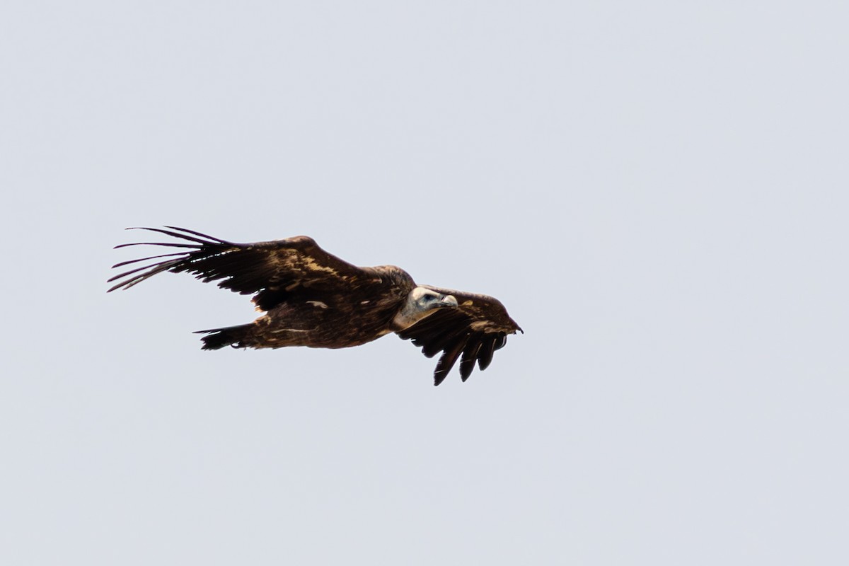 Сип білоголовий - ML644795396