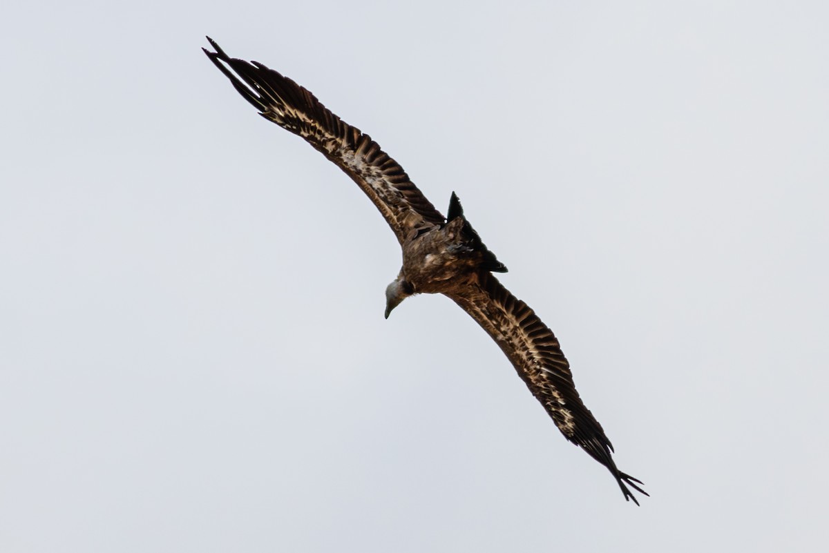 Сип білоголовий - ML644795397