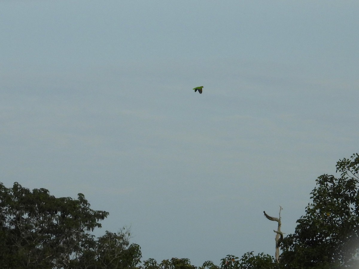 Red-lored Amazon - ML644795398