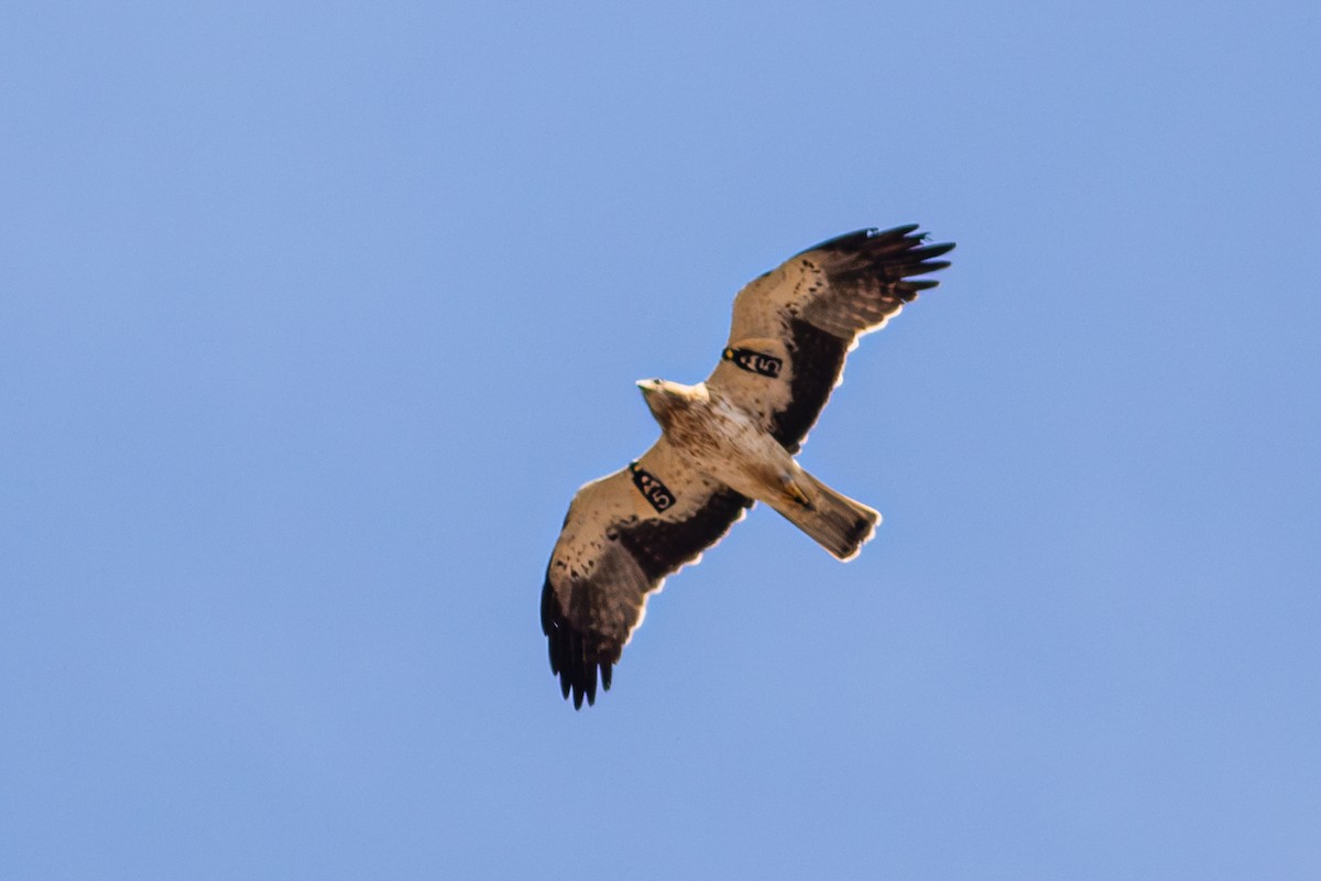 Орел-карлик малий - ML644795399